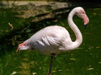 Rosa Flamingo in der Voliere